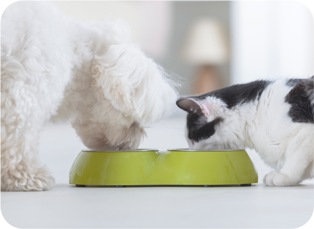 スライドショー